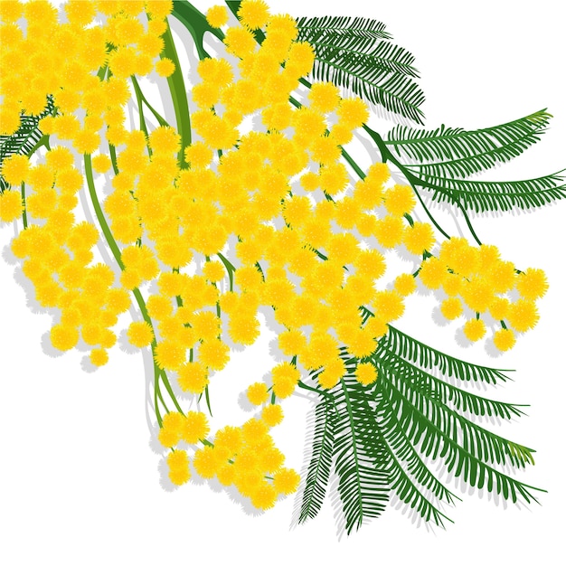 Realistic mimosa illustration