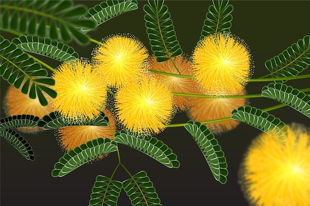 Vettore gratuito illustrazione realistica della mimosa