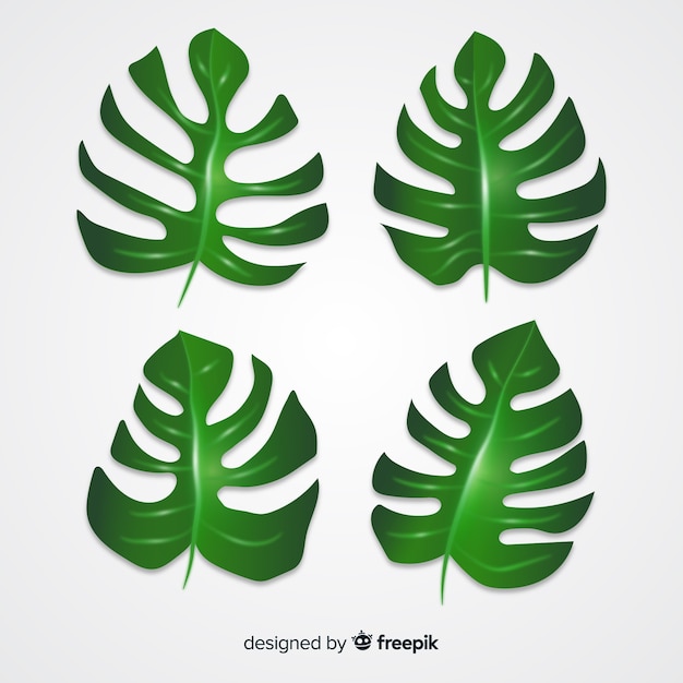 Free vector realistic monstera leaves pack