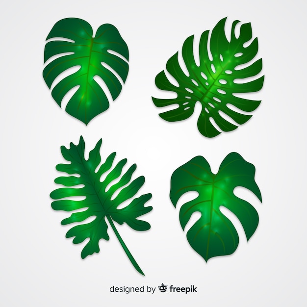 Realistic monstera leaves pack