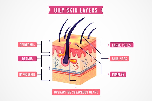 Бесплатное векторное изображение Реалистичные слои жирной кожи