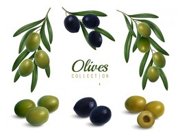 Vettore gratuito set di rami di olive realistico