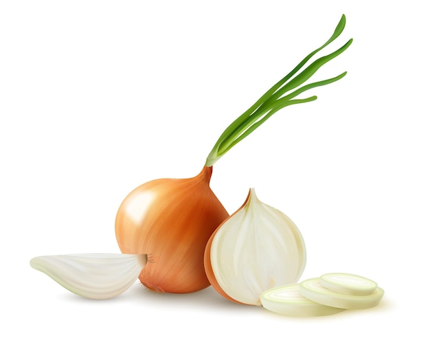 Free vector realistic onion composition