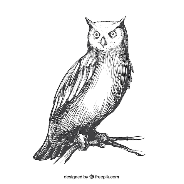 Realistic owl sketch