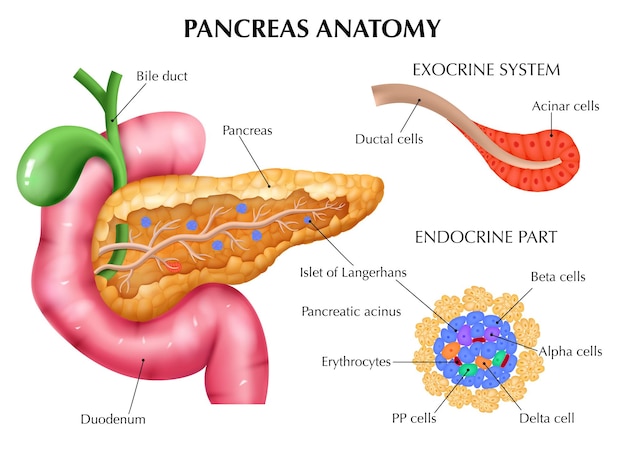 Free vector realistic pancreas anatomy medical composition with editable text captions pointing to colored parts of internal organs vector illustration