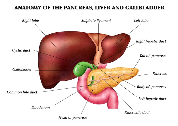 Free vector realistic pancreas liver gallbladder anatomy infographics with colored images of limbs with pointing editable text captions vector illustration