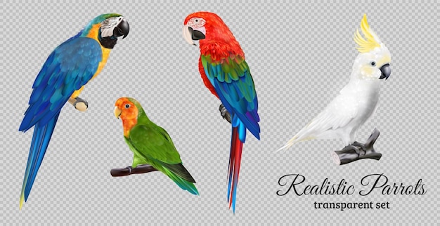 Free vector realistic parrots set on transparent background with isolated images of colorful exotic birds and ornate text vector illustration