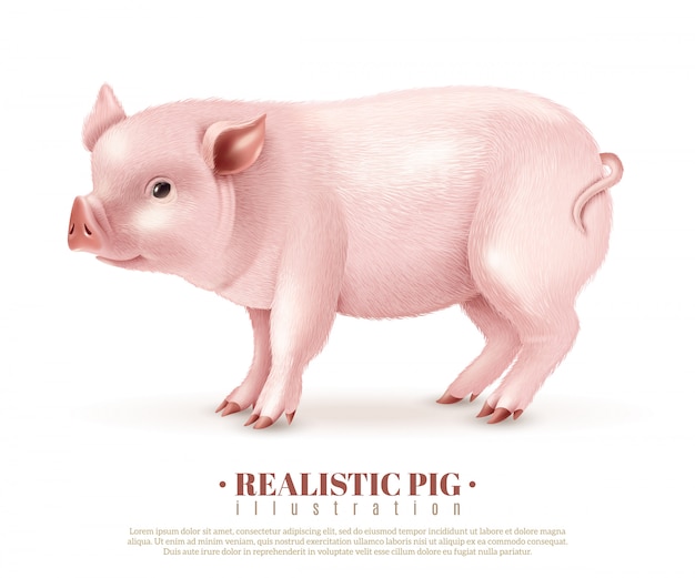 Realistic Pig Vector Illustration