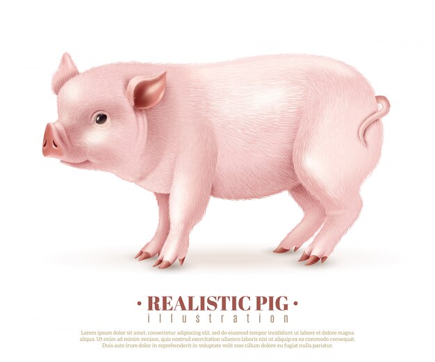 Realistic Pig Vector Illustration