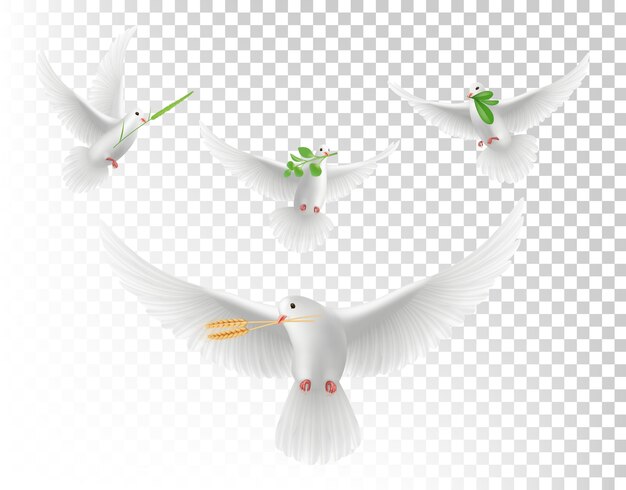 手 白い鳩と太陽のフラットデザイン 無料のベクター