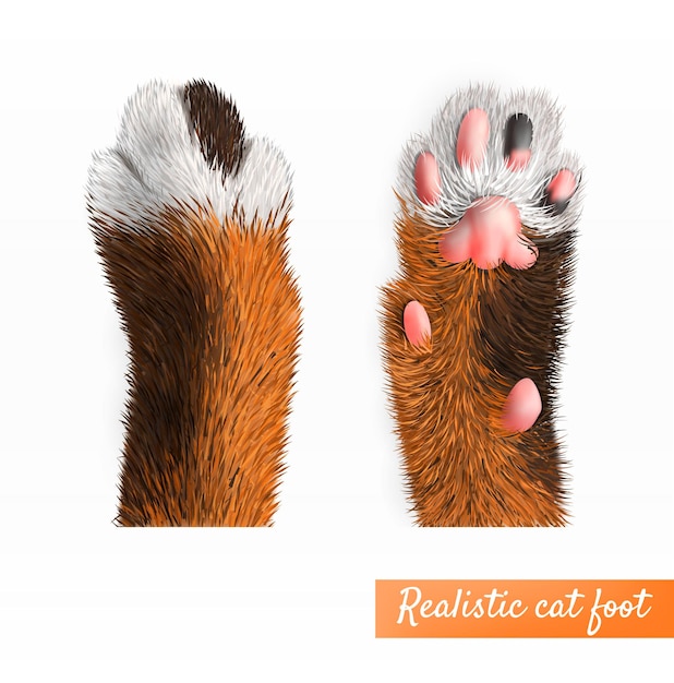 Illustrazione isolata insieme di vista superiore e inferiore del piede grazioso realistico del gatto Vettore gratuito