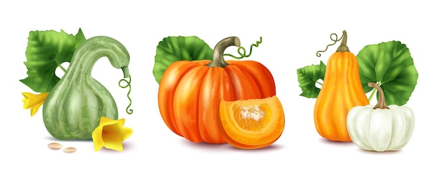 Free vector realistic pumpkin compositions set with different types on riped plants isolated vector illustration