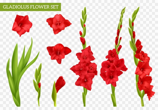 Free vector realistic red gladiolus set with flowers and leaves isolated on transparent background vector illustration