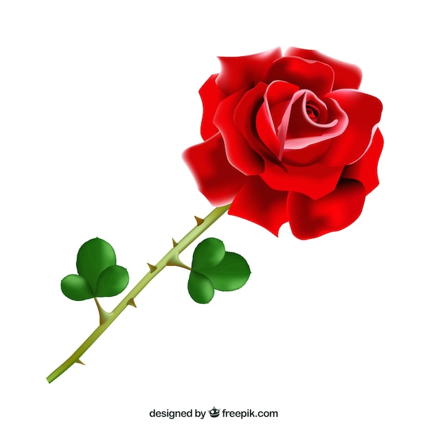 Realistic red rose