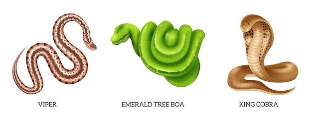 Vettore gratuito realistico set di icone di rettili serpenti con boa di albero smeraldo vipera e illustrazione vettoriale di cobra reale