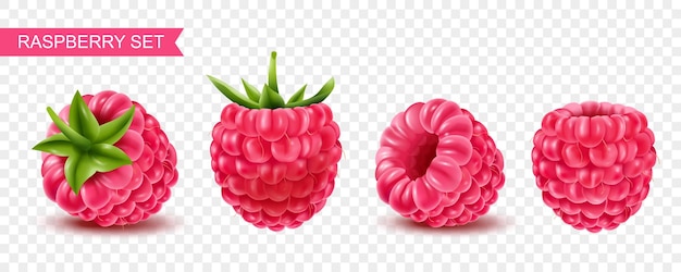 Free vector realistic ripe raspberry berries on transparent background isolated vector illustration
