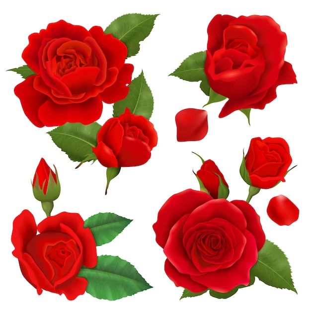 Realistic rose flower icon set