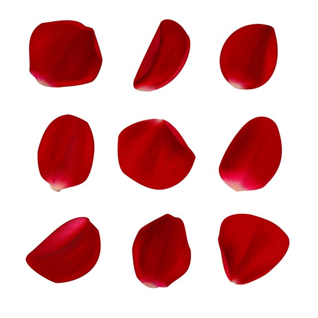 realistic rose petals isolated