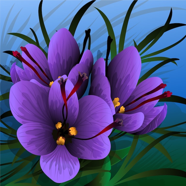 Realistic saffron flower illustration