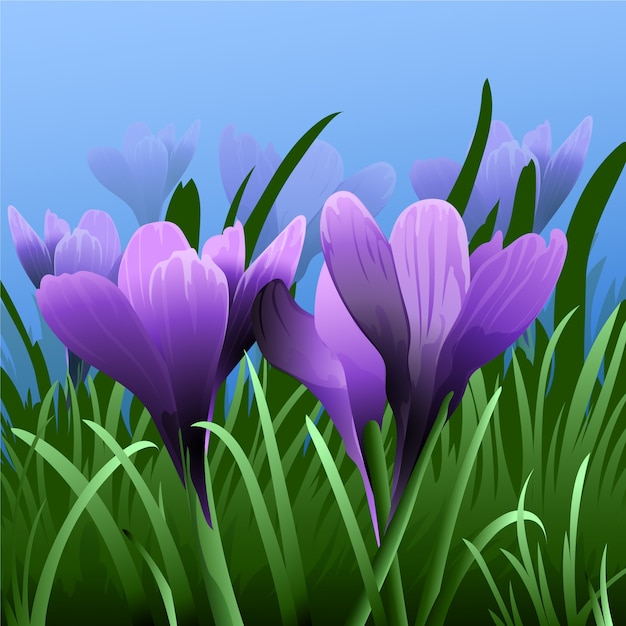 Realistic saffron flower illustration