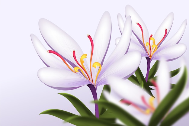 Realistic saffron flower illustration
