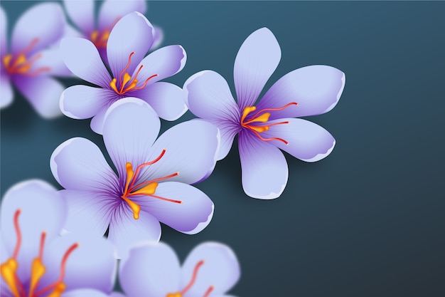 リアルなサフランの花のイラスト
