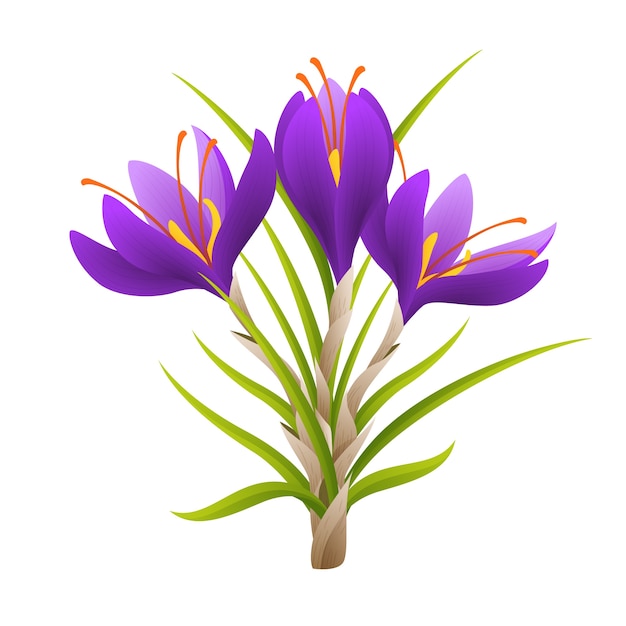 Realistic saffron illustration