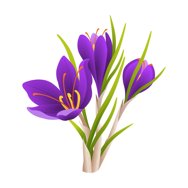 Realistic saffron illustration