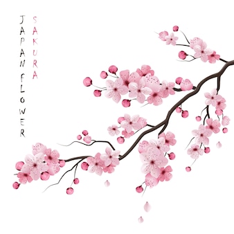 Realistic sakura branch