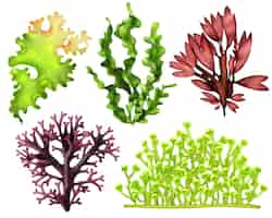 Free vector realistic sea weeds food set