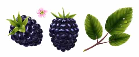 Free vector realistic set of fresh blackberry its flower and leaves with water drops isolated vector illustration