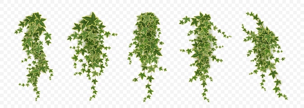 Realistic set of ivy vines hanging on wall
