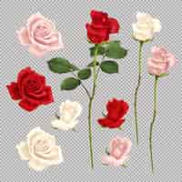 Free vector realistic set of red pink and white roses isolated on transparent background vector illustration