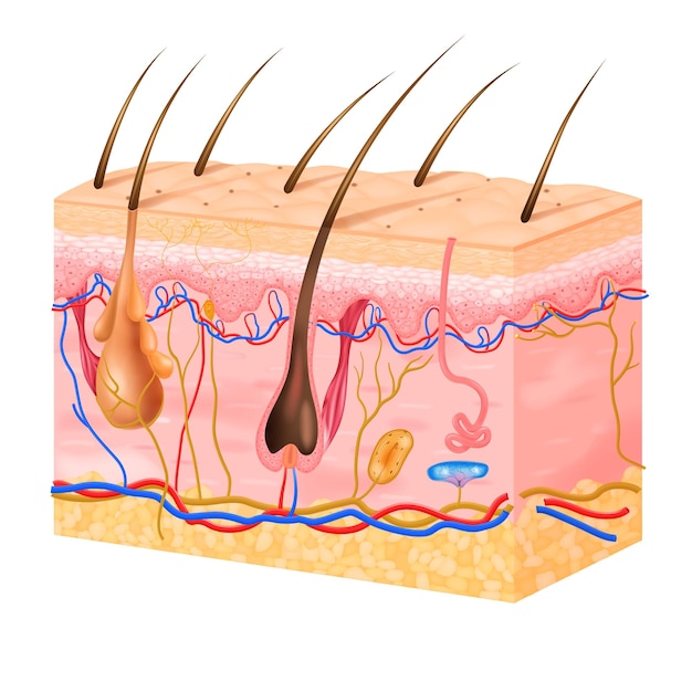 無料ベクター その層と髪のベクトル図でリアルな肌の構造