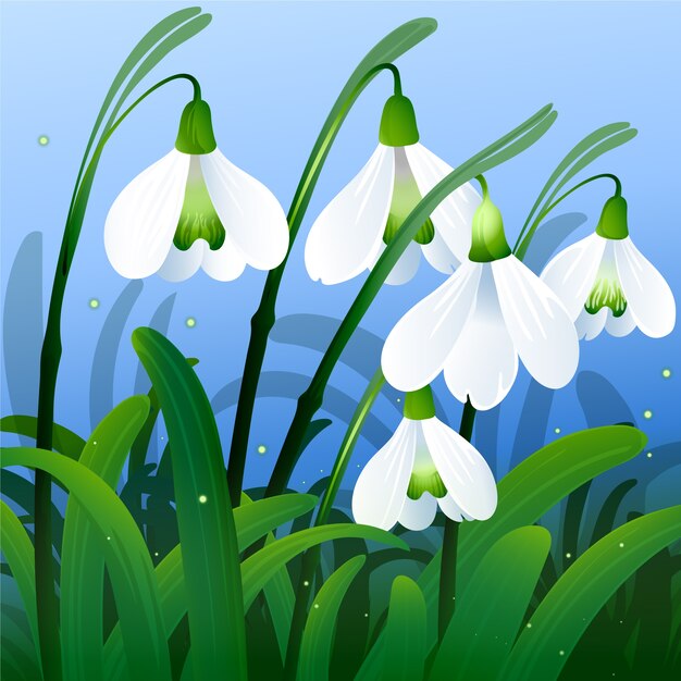 Realistic snowdrop flower illustration