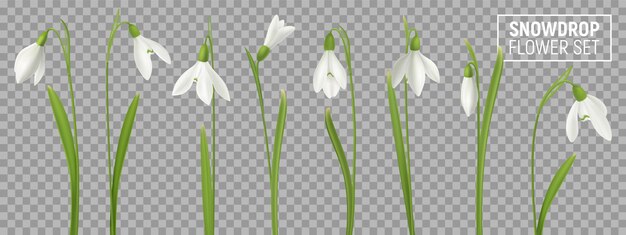 Реалистичные подснежник на прозрачном фоне с изолированными реалистичными изображениями естественного цветения с иллюстрациями стеблей