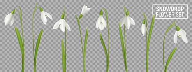 Realistic snowdrop flower set on transparent background with isolated realistic images of natural flowerage with stems  illustration