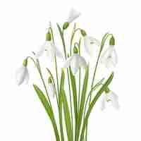 Free vector realistic snowdrop flower set with bunch of fresh flowers stems and grass images on blank background  illustration