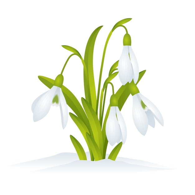 Free vector realistic snowdrop illustration