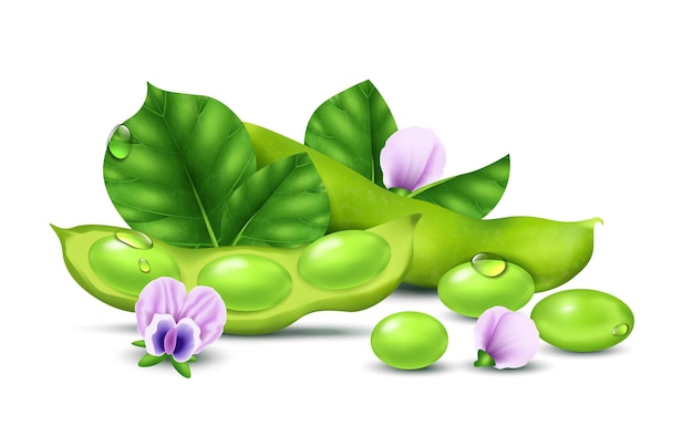 Concetto realistico di soia con fagioli di soia verde e fiori illustrazione vettoriale