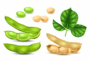 Free vector realistic soybean realistic icons set with soy beans and leaves isolated vector illustration