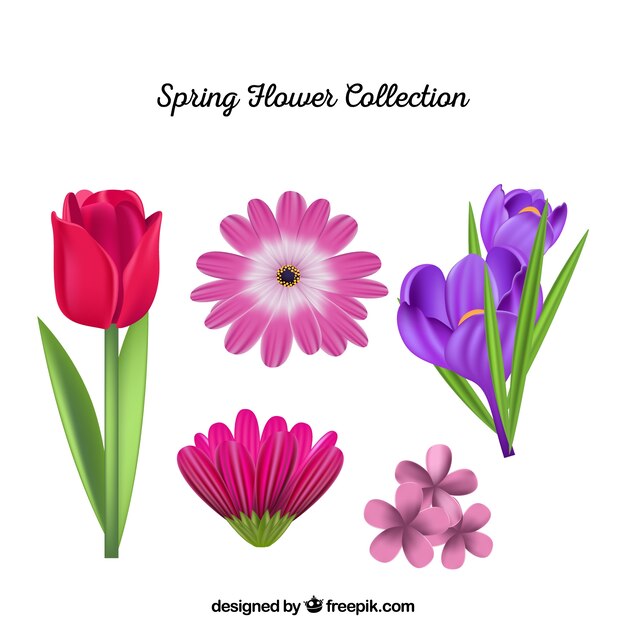 Realistic spring flower collection