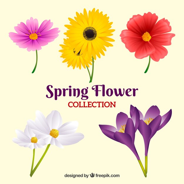 Realistic spring flower collection