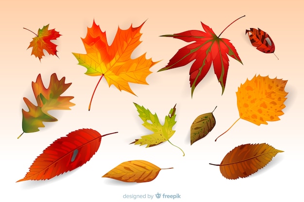 Realistic style autumn leaves collection