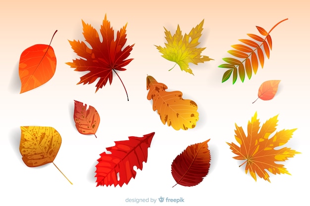 Realistic style autumn leaves collection