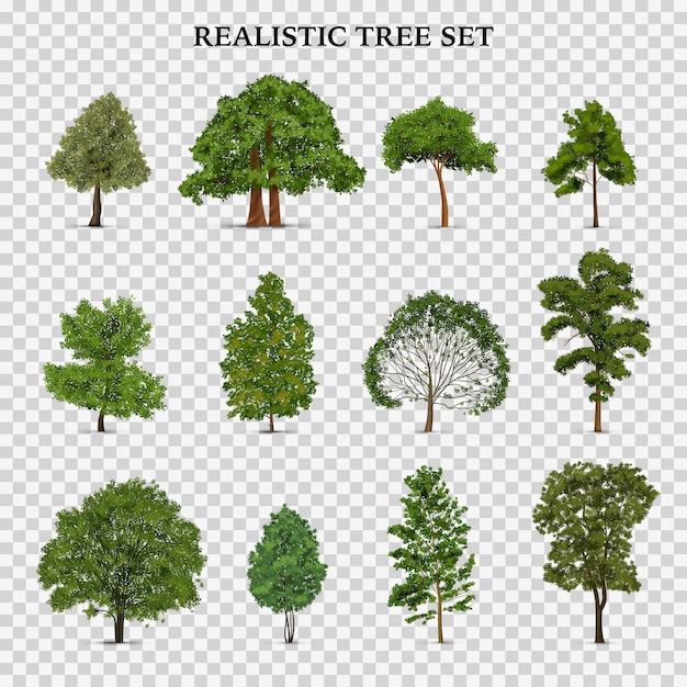 Реалистичный прозрачный набор деревьев с изолированными изображениями отдельных деревьев с зелеными листьями и текстовой векторной иллюстрацией