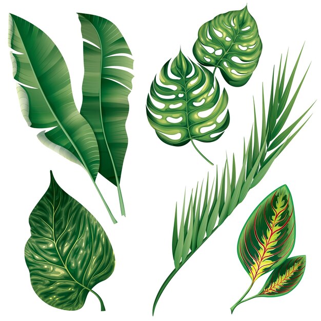 Realistic tropical botanical foliage plants set