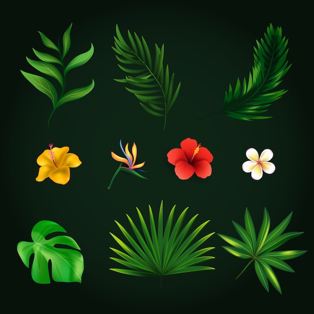 Free vector realistic tropical elements