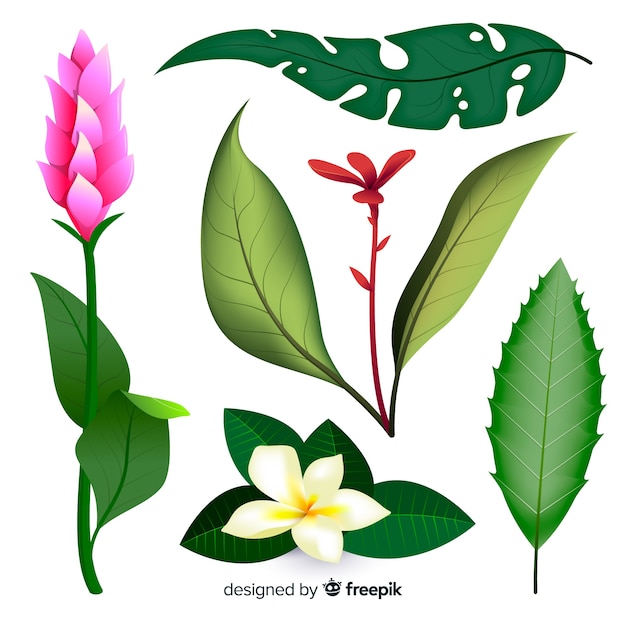 Realistic tropical flowers and leaves