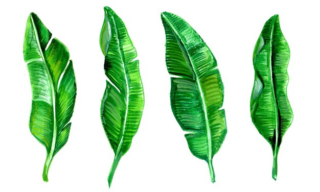 Realistic tropical leaf collection watercolor